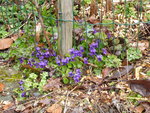 P1030004Veilchen.JPG