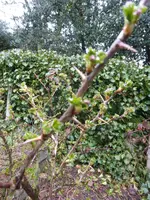 P1030005Stachelbeere.webp