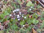 P1030014Leberblümchen.JPG