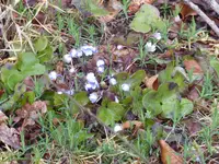 P1030014Leberblümchen.webp