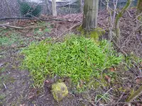 P1030016seltsamer lauch.webp