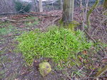 P1030016seltsamer lauch.JPG