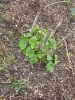 P1030018Stockrose.webp