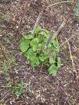P1030018Stockrose.JPG