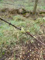 P1030019Kamtschatkabeere.webp