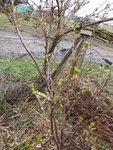 P1030022schwarze Johannisbeere.JPG