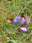 P1030025Krokus.JPG