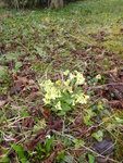 P1030027Schlüsselblume.JPG