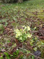 P1030027Schlüsselblume.webp