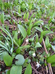 P1030029Bärlauch und weiße Veilchen.JPG