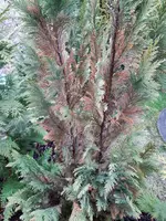 20210322_174232.webp