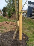 IMG_20210323_121718.jpg