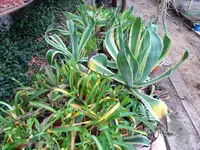 DSC01575.webp