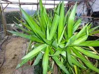 DSC01578.webp