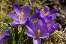 DSC00410.webp