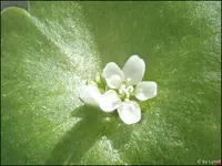 c065.webp