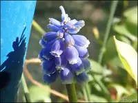 c067.webp