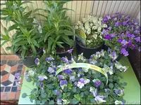c071.webp