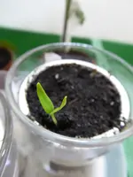 P1030042Snackpaprika.webp