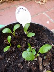 P1030033Lupine.JPG