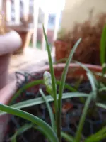 P1030035Schachbrettblume.webp