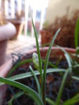 P1030035Schachbrettblume.JPG