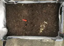 Bärlauch-Zwiebeln_20210310_02.jpg Bärlauch-Zwiebeln_20210310_02.jpg