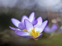 image008.webp