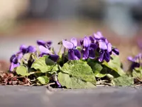 image010.webp
