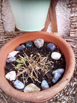 Mittagsblume März.jpg
