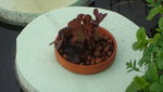DSC03847.JPG