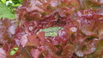 DSC03987.JPG