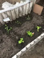SalatanWalipini.webp