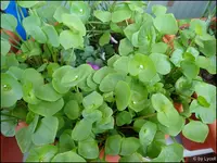 c073.webp