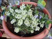 c075.webp