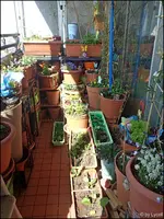 c080.webp