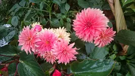 DSC_0874 (7).webp