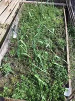 Knobibeet.webp