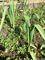 Knobibeet1.webp