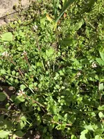 Knobibeet2.webp