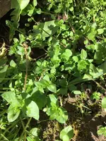 Knobibeet3.webp