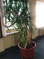 Yucca.webp