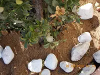 DSCN0336.webp