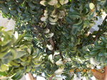 DSCN0338 - 2.JPG