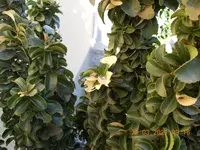 DSCN0341.webp