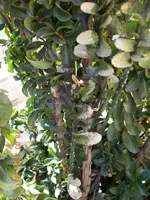 DSCN0343 - 2.webp