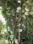 DSCN0343 - 2.JPG