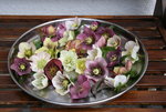 Helleborus   0121.JPG