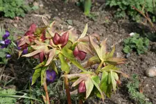 Helleborus   0321.webp