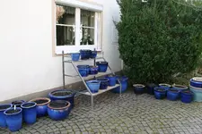 Hostaparade  0221.webp